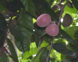 Image result for Pentadiplandra brazzeana