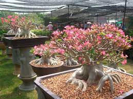 Pin On Desert Rose