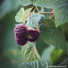 @coe on twitter @coe on twitter. Himbeere Glen Coe Rubus X Neglectus Glen Coe Himbeeren Garten Schluter