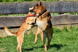 We did not find results for: Average German Shepherd Life Expectancy Pethelpful