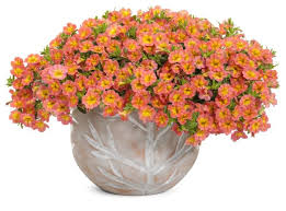 Maybe you would like to learn more about one of these? Proven Winners New Varieties For Spring 2021 Greenhouse Grower