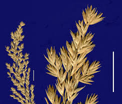 Image result for Aristida stenostachya