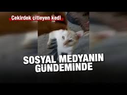 Cekirdek Citleyen Fenomen Kedi Core Fence Phenomenon Cat Kedi