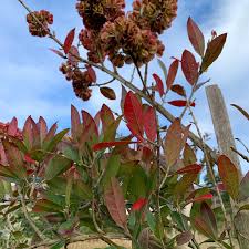 Image result for Combretum erythrophyllum