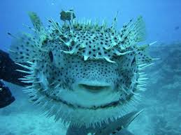 Gallery For Atlantic Ocean Fish Fish Ocean Animals Balloon Fish