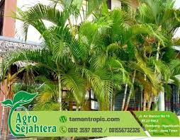 Jual Anakan Palem Kuning