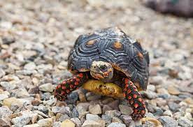 Red Footed Tortoise Information And Pictures Petguide