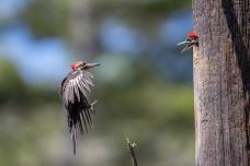 Birds Beyond Identification - Nests: Building for...