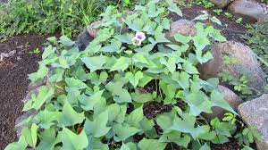 Jun 09, 2017 · for at least 1,500 years the limahuli valley has been a hawaiian place. Growing Sweet Potatoes On Hawaii Island Youtube