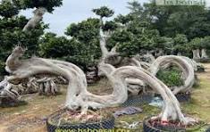 Dragon Shape Ficus Microcarpa Bonsai Landscaping Tree ...