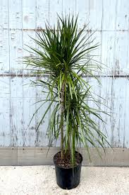 Image result for Dracaena camerooniana