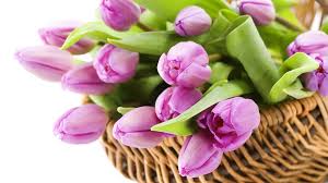 стихи на день рождения маме от дочери короткие и ласковые Flower Tulips Photography Harmony Flower Tulip Elegantly Flowers Nice Cool Beauty Bouquet Beautiful Lovely Purple Pretty Tulips Images Flowers Facebook Cover