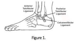 I'll know more about recovery time when i get to ku. Ankle Injury Treatment Melbourne Sprains Fractures Rehab And Surgery