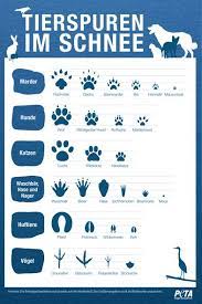 54 kostenlose bilder zum thema tierspuren. Tierspuren Im Schnee Petakids