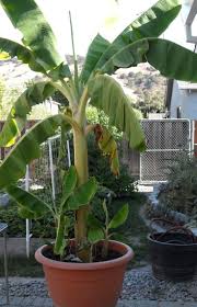 You can buy banana plants & i assume seeds as a reference was made to such. Pin On Gardening
