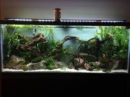 Faszinierende Fisch Tank Aquarien Design Ideen14 Aquarien Design Faszinierende Fisc Huis Aquarium Aquariumvissen Aquarium Ideeen