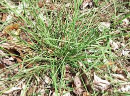 Image result for Eragrostis porosa