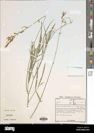 Image result for Tephrosia polystachya