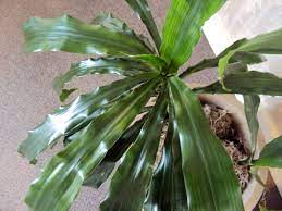 Here's what you need to know about repotting christmas cactus including when & how to do it along with the best soil mix to use.christmas cactus, although lovely w… Wednesday The Plant Lady Chronicles How To Clean And Shine Houseplant Leaves Good To Grow