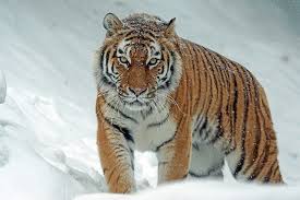 Mimpi anda meresahkan atau menimbulkan persoalan? Arti Mimpi Dikejar Harimau Apakah Pertanda Bahaya Bahorak Bahorak