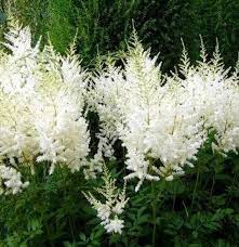 This Item Is Unavailable Spirea Flower Garden Plants Flowers Perennials