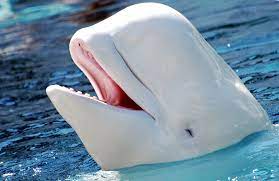 Black and white whale name. Beluga Whale Facts And Adaptations Delphinapterus Leucas