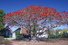 Image result for Erythrina sp. 1