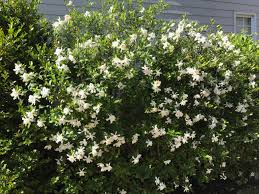 Check spelling or type a new query. Gardenia Jasminoides Cape Jasmine Pbmgarden