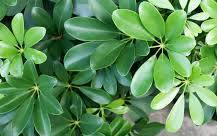 Image result for schefflera