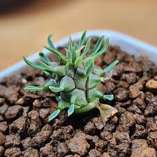 Image result for Euphorbia davyi