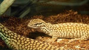 Introducing our new little pilbara rock monitor to his enclosure. Ackie Monitor Care Sheet