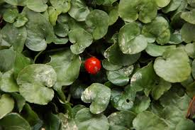 Image result for Geophila