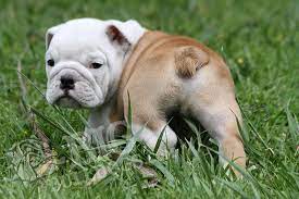 Bulldogs For Sale French English Bulldog Breeder Bigbulldogs English Bulldog Breeders Bulldog Puppies For Sale Bulldog Puppies