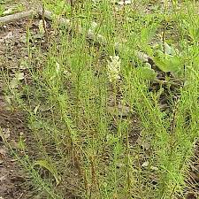 Image result for Hebenstretia dentata