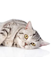 Don't be afraid to call your vet and ask for advice, a quick opinion or for your if your cat or dog is diagnosed with cancer, especially when the cancer caught early, there's a lot that can be done. Diagnosis And Treatment Of Cancer In Cats