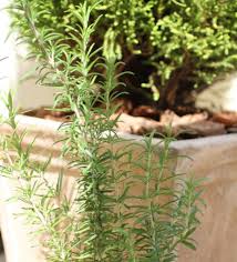 ローズマリーの 上手なドライフラワーの作り方と簡単アレンジ Gardenstory ガーデンストーリー