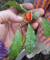 Image result for Dichapetalum madagascariense