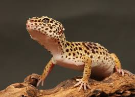 The best pet reptiles are those you can handle without any risk to your life as some reptiles are known to be either violent or venomous. The 5 Best Reptiles And Amphibians For Kids Petmd
