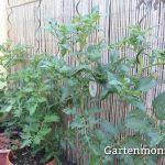 Das wissen um die wirkung anderer heilpflanzen. Sonnenbrand Bei Pflanzen Vermeiden Gartenmoni Altes Wissen Bewahren