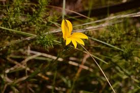 Image result for Monopsis