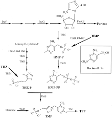 Action Of The Thiamine Antagonist Bacimethrin On Thiamine Biosynthesis Journal Of Bacteriology