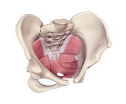 Image result for Pelvic Floor Dysfunction