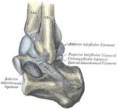 Looking for good quality leg ligament at the lowest prices? Foot Ankle Anatomy Pictures Function Treatment Sprain Pain