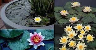 Different types of water lily flower. 20 Miniature Water Lily Varieties For A Container Water Garden