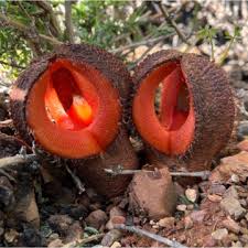Image result for Hydnora