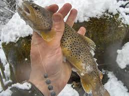 Veste chasse homme grande taille ». La Peche Au Toc Peche Aux Appats Naturels