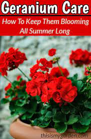Geranium Care Como Mantener Su Geranios Que Florecen Todo El Verano Geraniums Flowers Geranium Care Geraniums Garden Geranium Flower