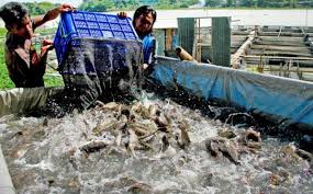 Hasil gambar untuk kualitas air kolam ikan