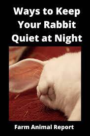 Usually he is a very active, with us all the time kind of rabbit. 13 Ways To Keep Your Rabbit Quiet At Night Farm Animal Report