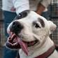 Adopt a Shelter Pet and Read to Rover event in Quartz Hill, CA